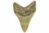 Serrated, Fossil Megalodon Tooth - North Carolina #343422-1